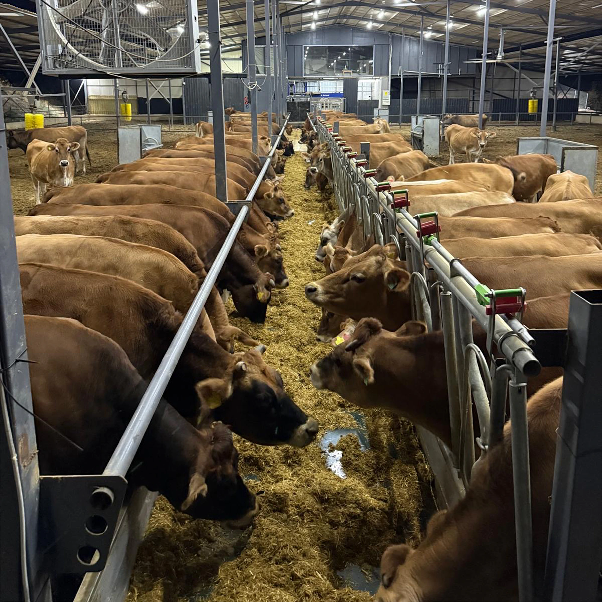 Cattle eating a prepared feed ration in a modern barn
